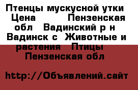 Птенцы мускусной утки › Цена ­ 150 - Пензенская обл., Вадинский р-н, Вадинск с. Животные и растения » Птицы   . Пензенская обл.